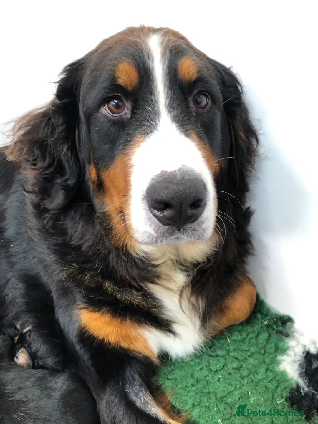 Bernese Mountain Dog dogs for sale: Stunning Bernese mountain puppies - Advert 2