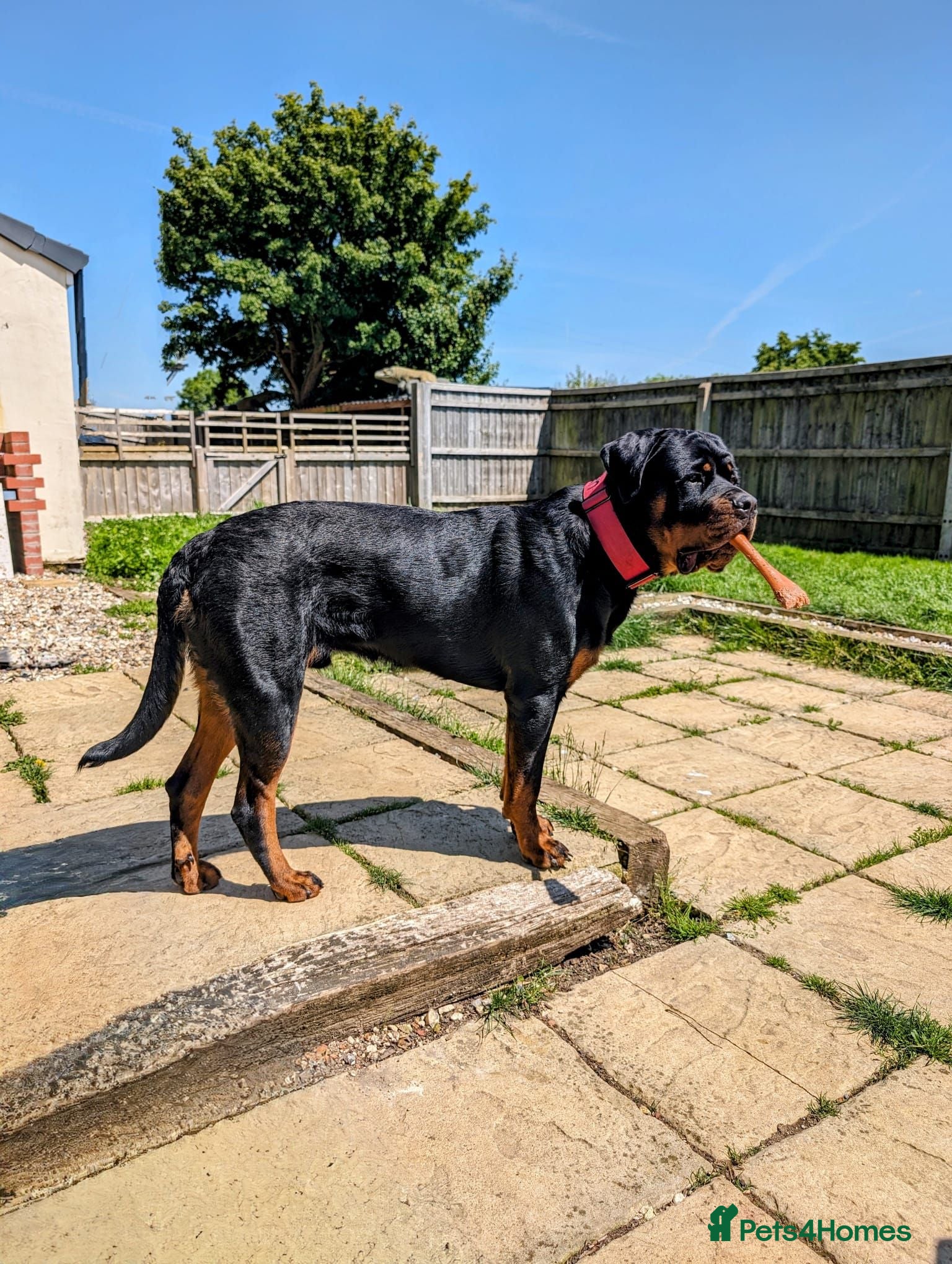 Rottweiler dogs Rottweiler Male Stud - Advert 10