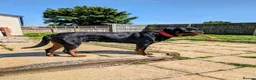Rottweiler dogs for stud: Rottweiler Male Stud - Advert 1
