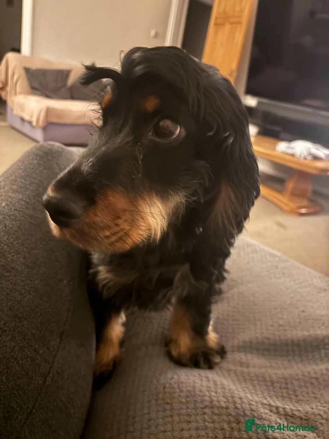 Cocker Spaniel dogs for sale: 2 year old Cocker spaniel for sale  in Lincoln - Advert 3