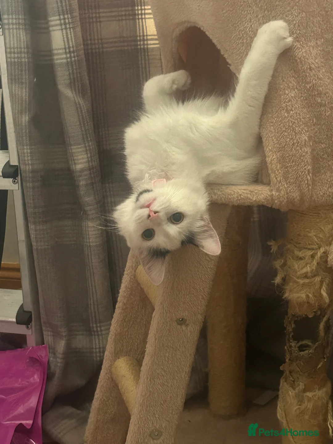 Mixed Breed cats for sale: 4 mainecoon x BSH kittens.  - Advert 1