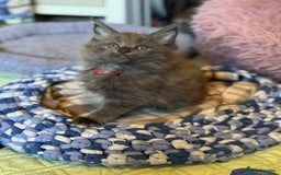 Maine Coon cats for sale: Last 2 TICA Blue Smoke Maine Coon Kittens - Image 1