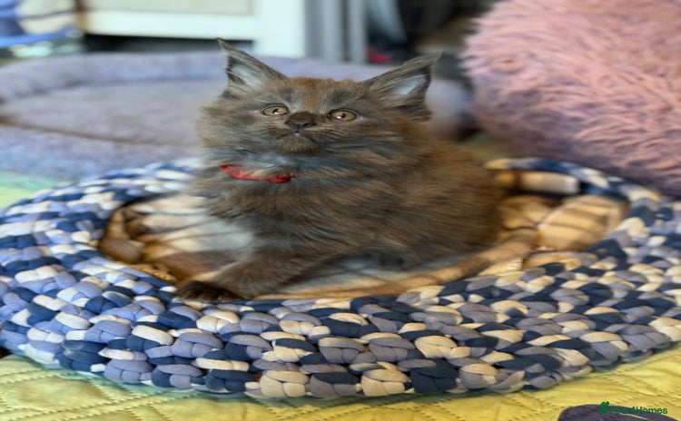 Maine Coon cats - Advert 4