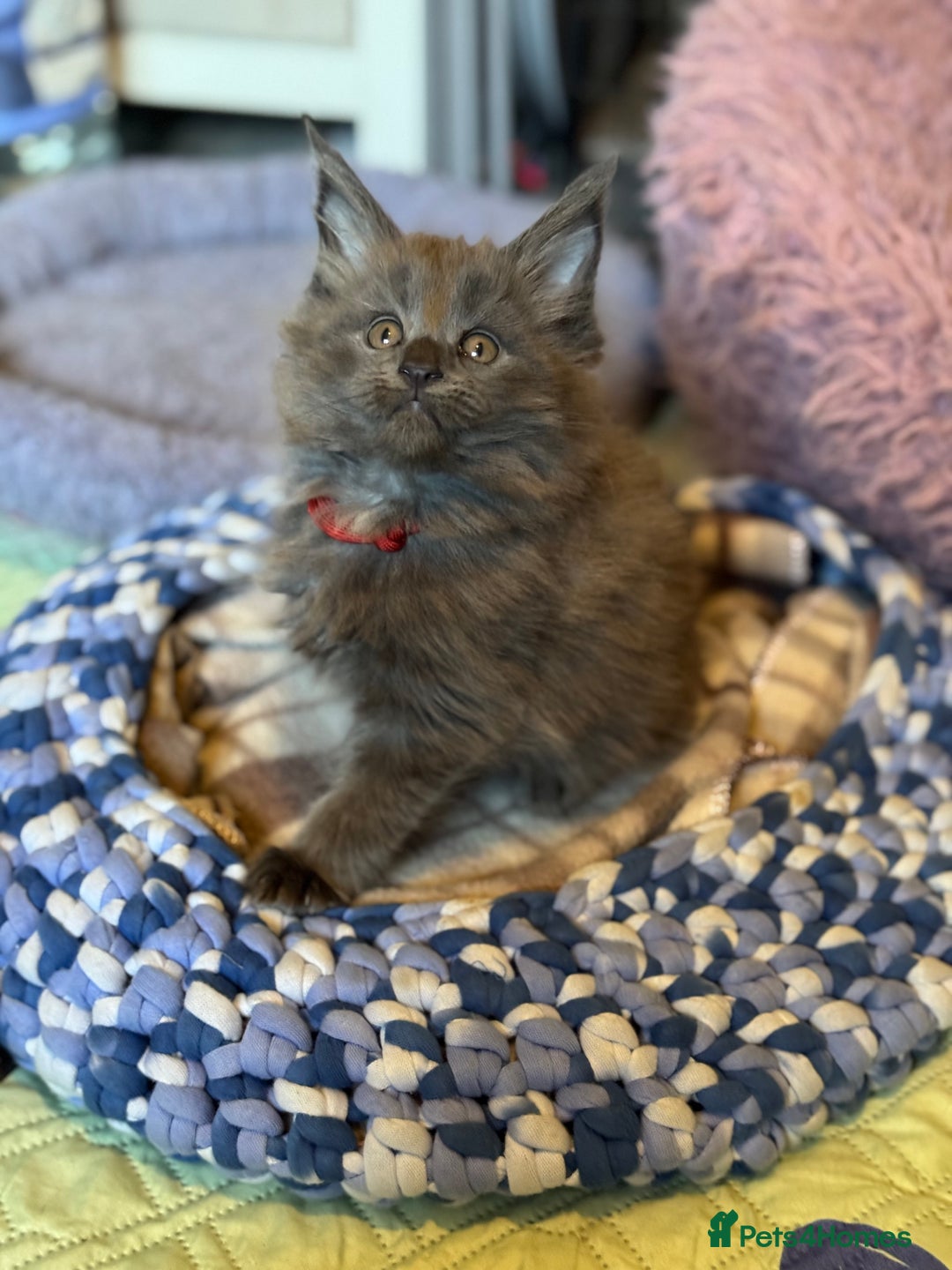 Maine Coon cats for sale: Last 2 TICA Blue Smoke Maine Coon Kittens - Image 1