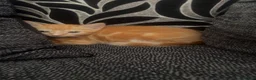 Mixed Breed cats for sale: Kittens for sale  in Halifax - Advert 4