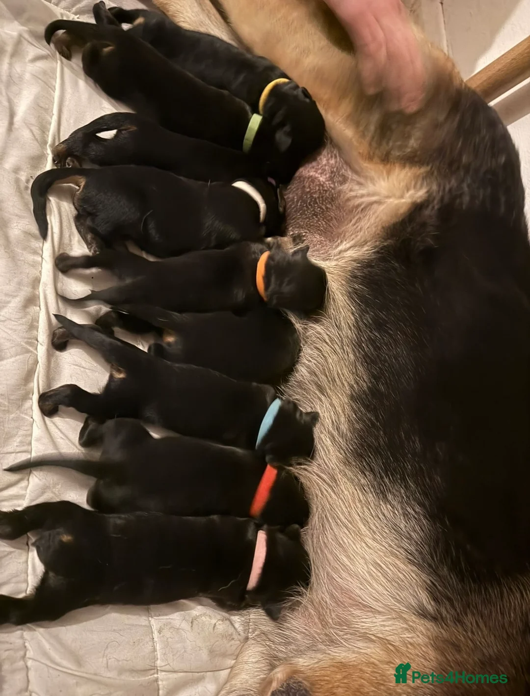 Mixed Breed dogs for sale: German Shepherd Rottweiler Puppies - Advert 8