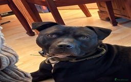 American Bulldog dogs for sale: American Bulldog - Image 4