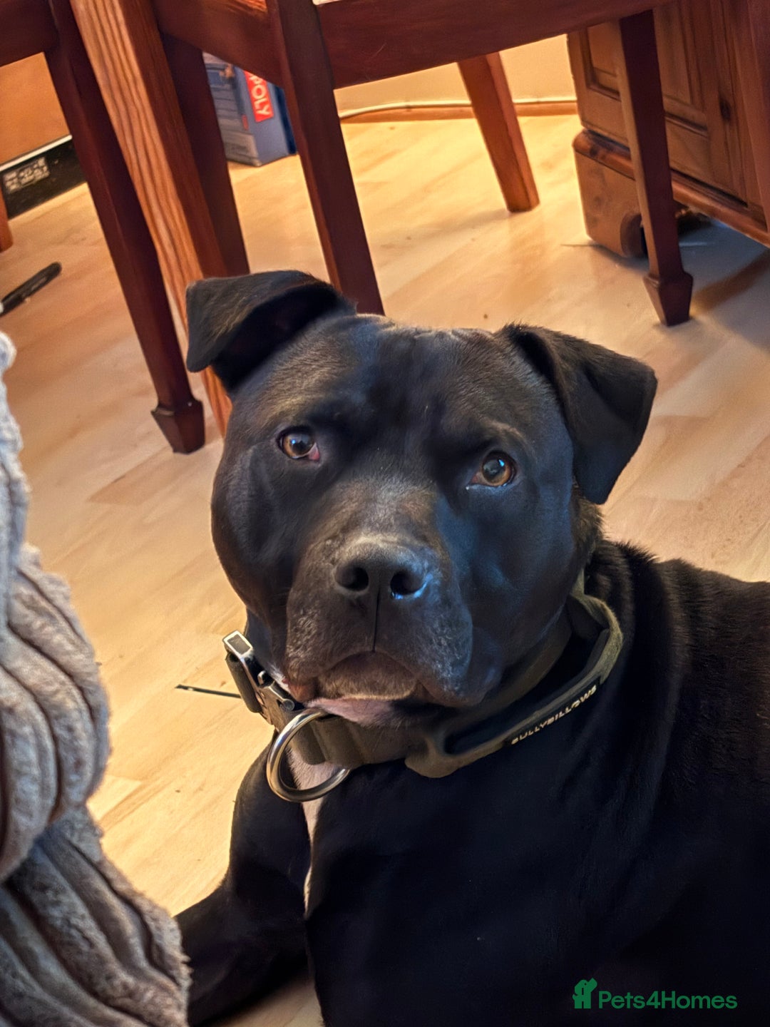 American Bulldog dogs for sale: American Bulldog - Image 4