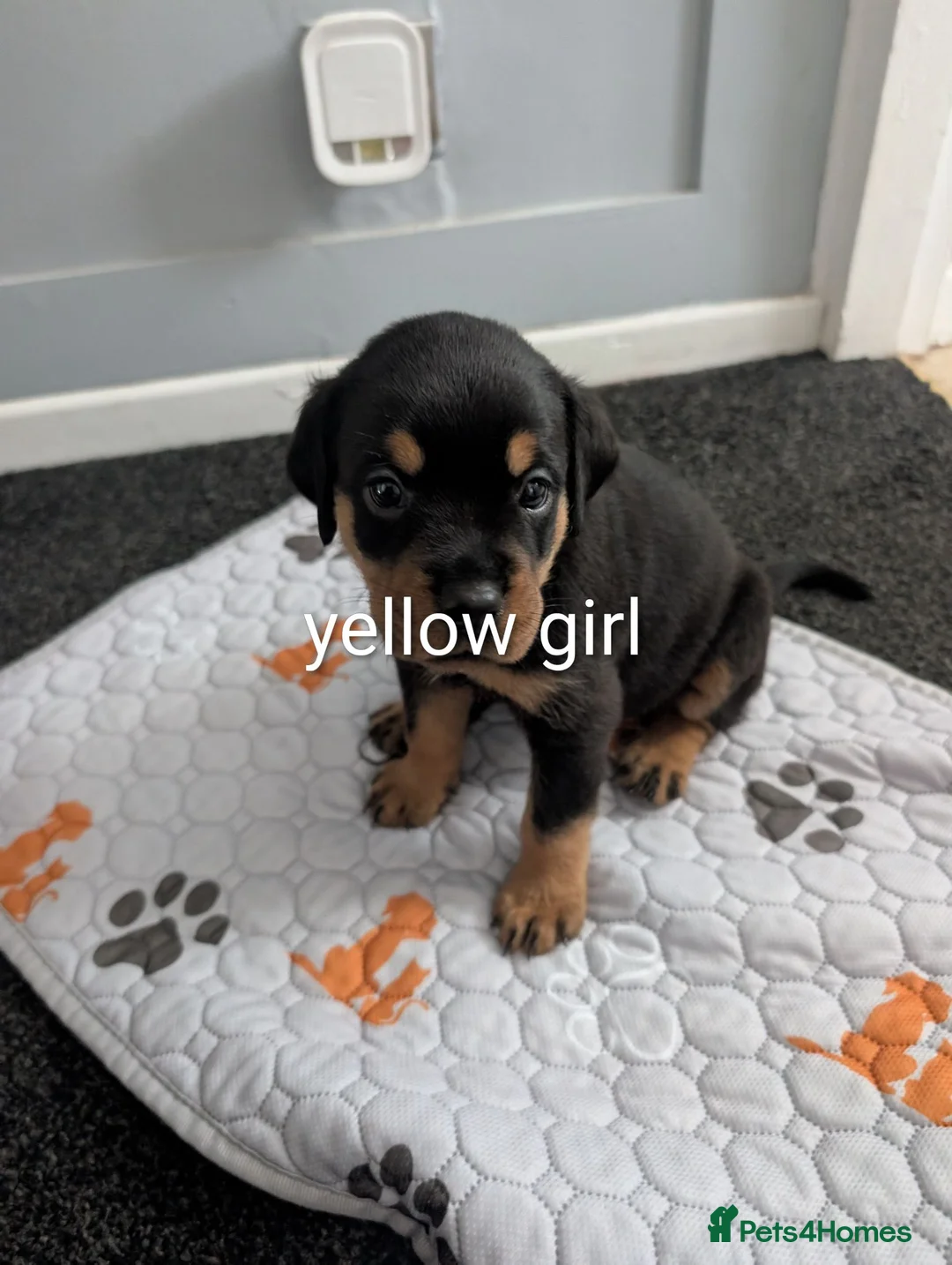 Rottweiler dogs for sale: Rottweiler Puppies  - Advert 16