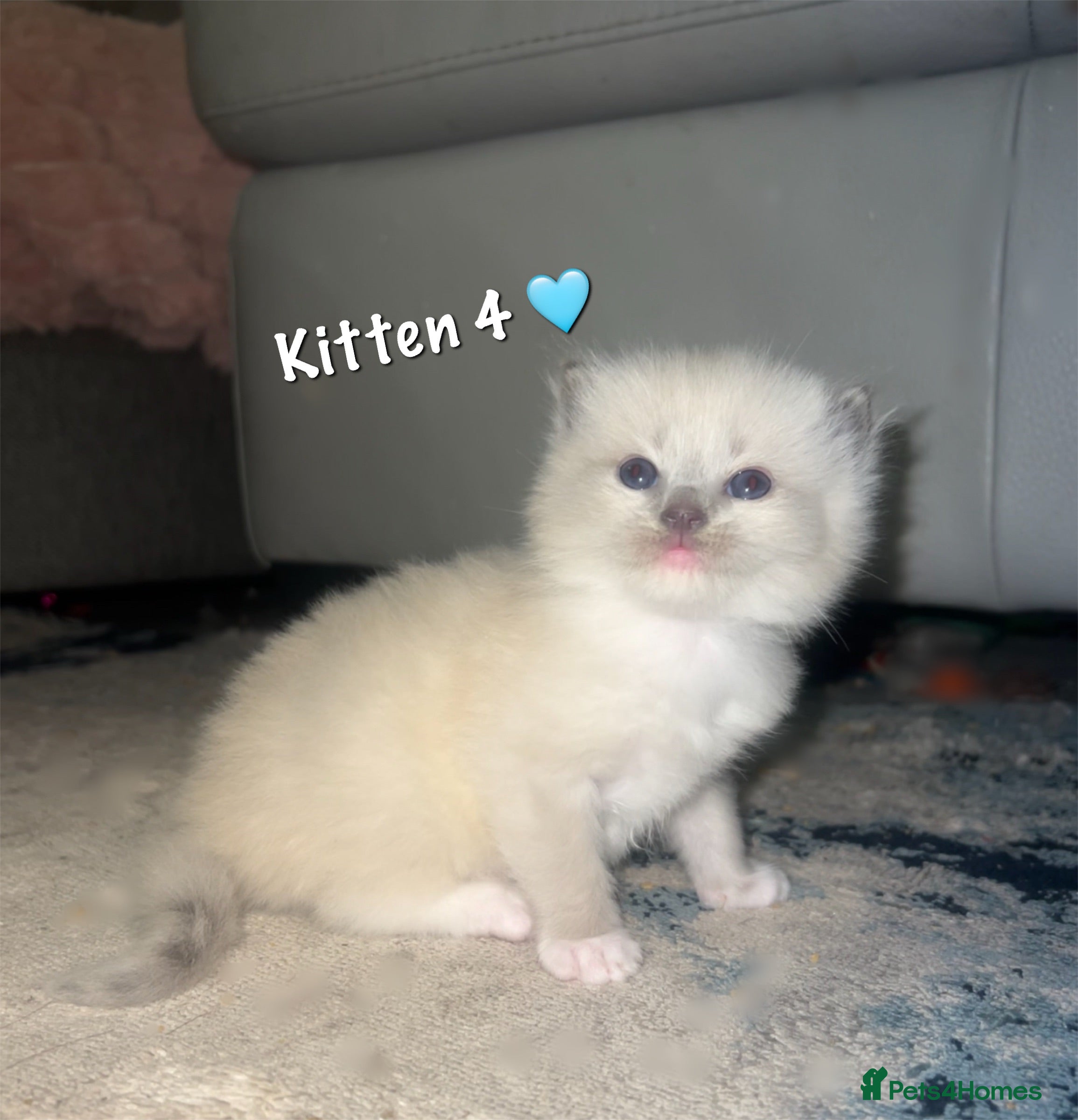 Ragdoll cats (2 Left) Purebred blue point ragdoll kittens  - Advert 8