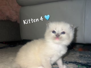Ragdoll cats (2 Left) Purebred blue point ragdoll kittens - Advert 2
