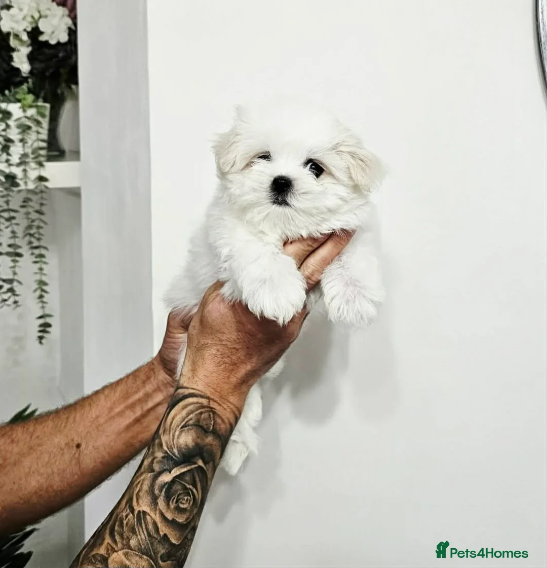 Maltese dogs for sale: Maltesse puppy  - Advert 3
