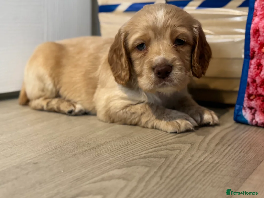Sprocker dogs for sale: A beautiful litter docked Sprocker Spaniel puppies - Advert 7