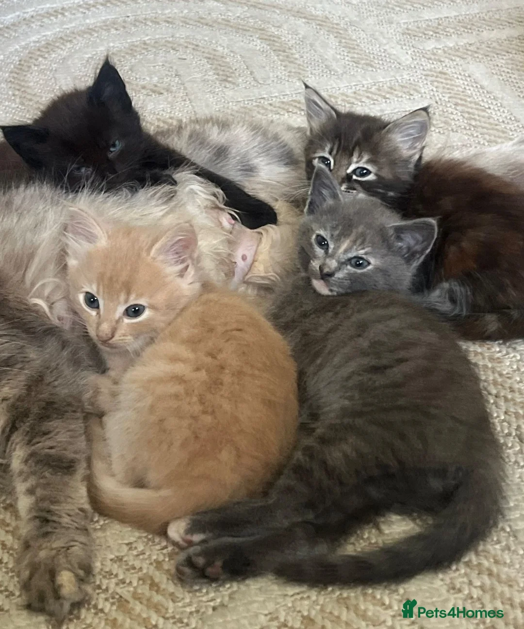 Mixed Breed cats for sale: Mixed breed kittens - Advert 1