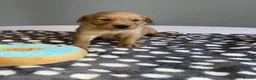 Golden Retriever dogs for sale: KC Fox Red Golden Retriever Puppies  in ELY - Advert 17