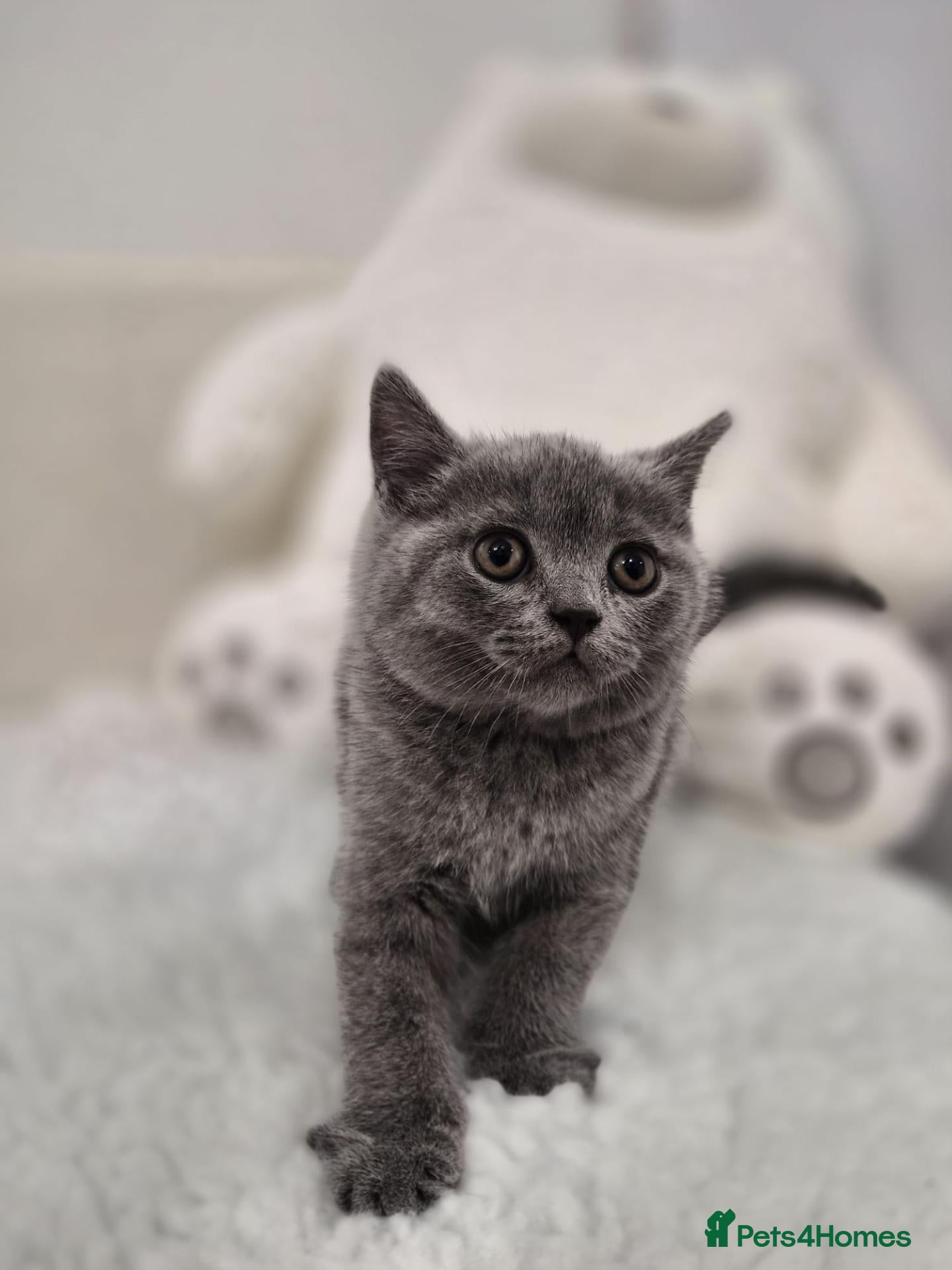 British Shorthair cats Exceptional pedigree British shorthair kittens  😻 - Advert 2