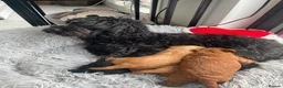 Cockapoo dogs for sale: Beautiful Cockapoos in Shrewsbury - Advert 4