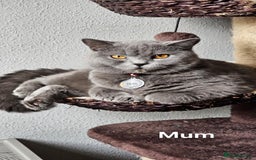 British Shorthair cats for sale: High Quality British Short Haired Kittens - Image 21