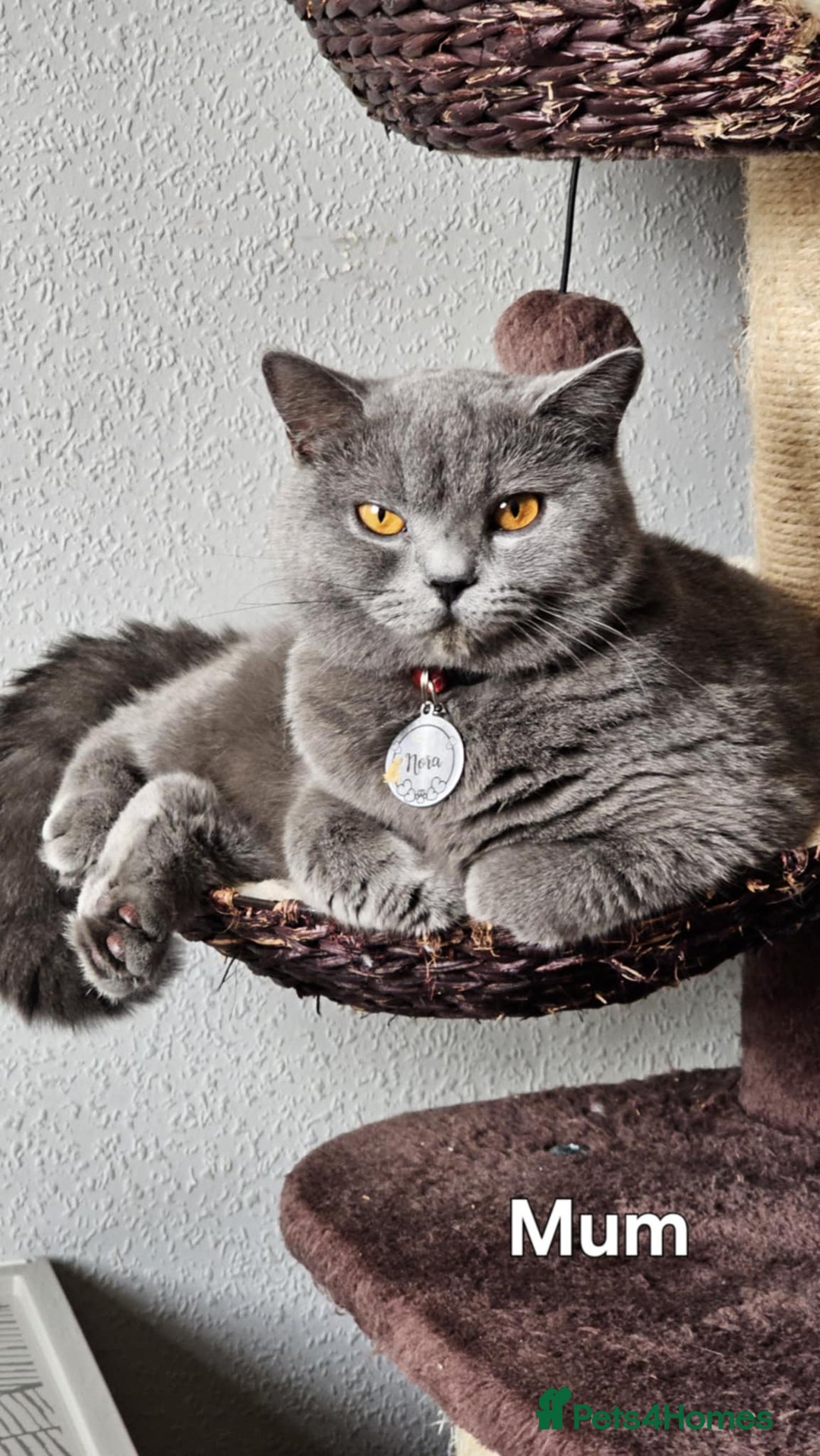 British Shorthair cats for sale: High Quality British Short Haired Kittens - Image 21