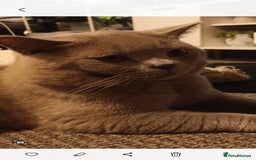 British Shorthair cats for stud: LILAC BOY GCCF Registered ready for Stud service  in Leigh - Image 15