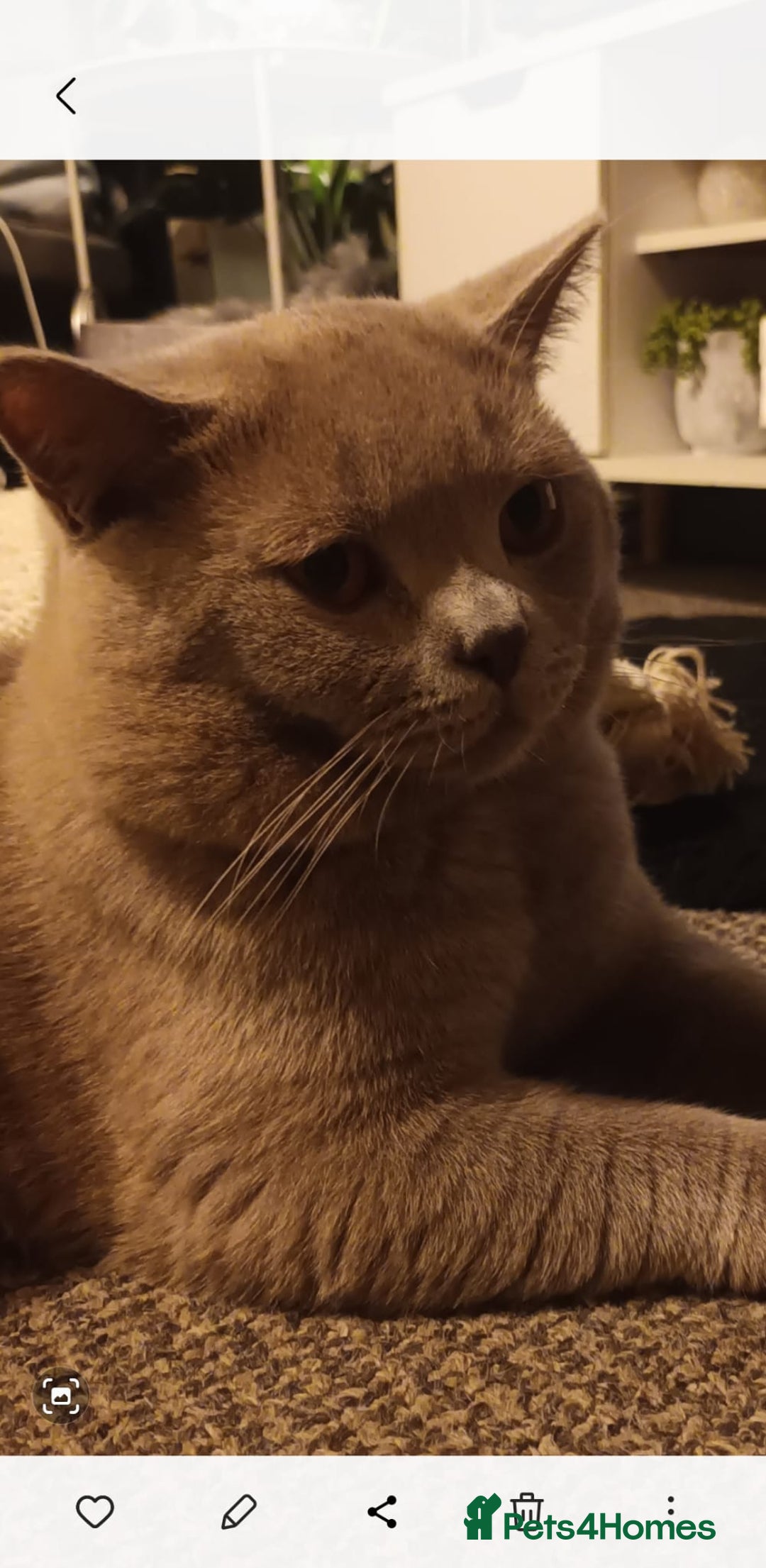 British Shorthair cats for stud: LILAC BOY GCCF Registered ready for Stud service  in Leigh - Image 15