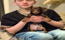 Miniature Dachshund dogs for stud: MINI DASCHUND FOR STUD - Advert 8