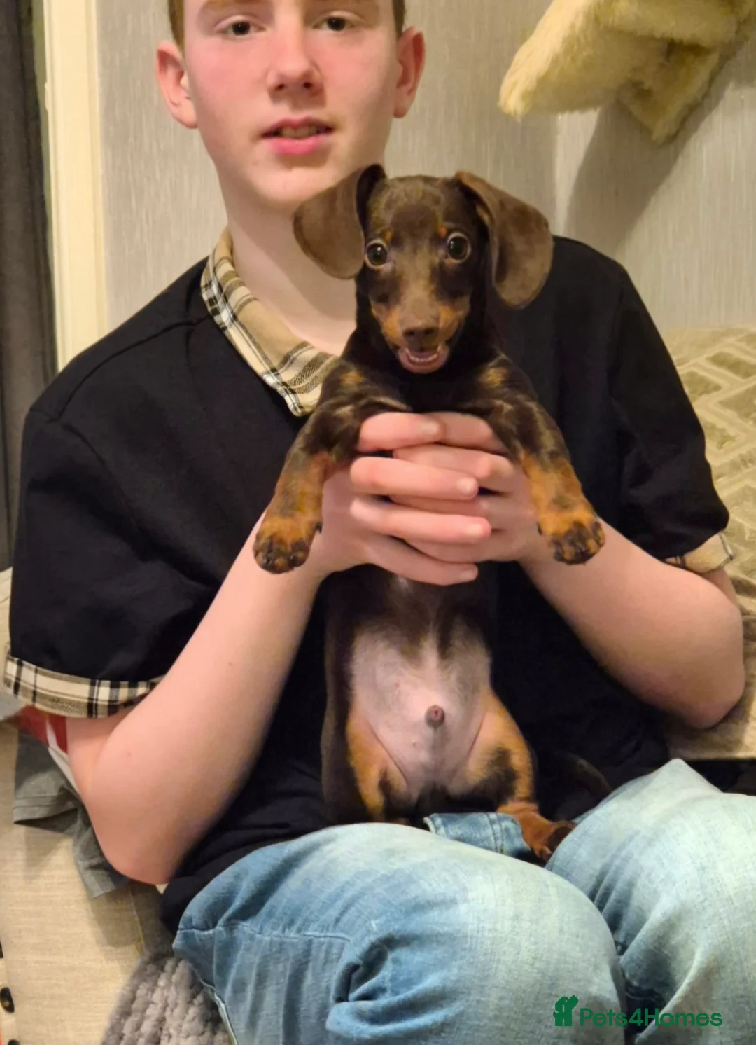 Miniature Dachshund dogs for stud: MINI DASCHUND FOR STUD - Advert 7