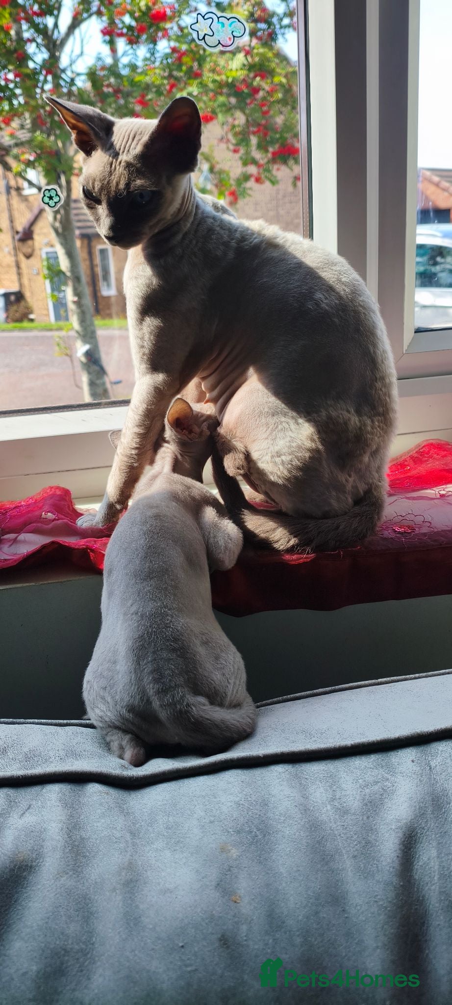 Sphynx cats *LAST ONE* Gorgeous Sphynx Girl - 12 Weeks Old - Advert 2
