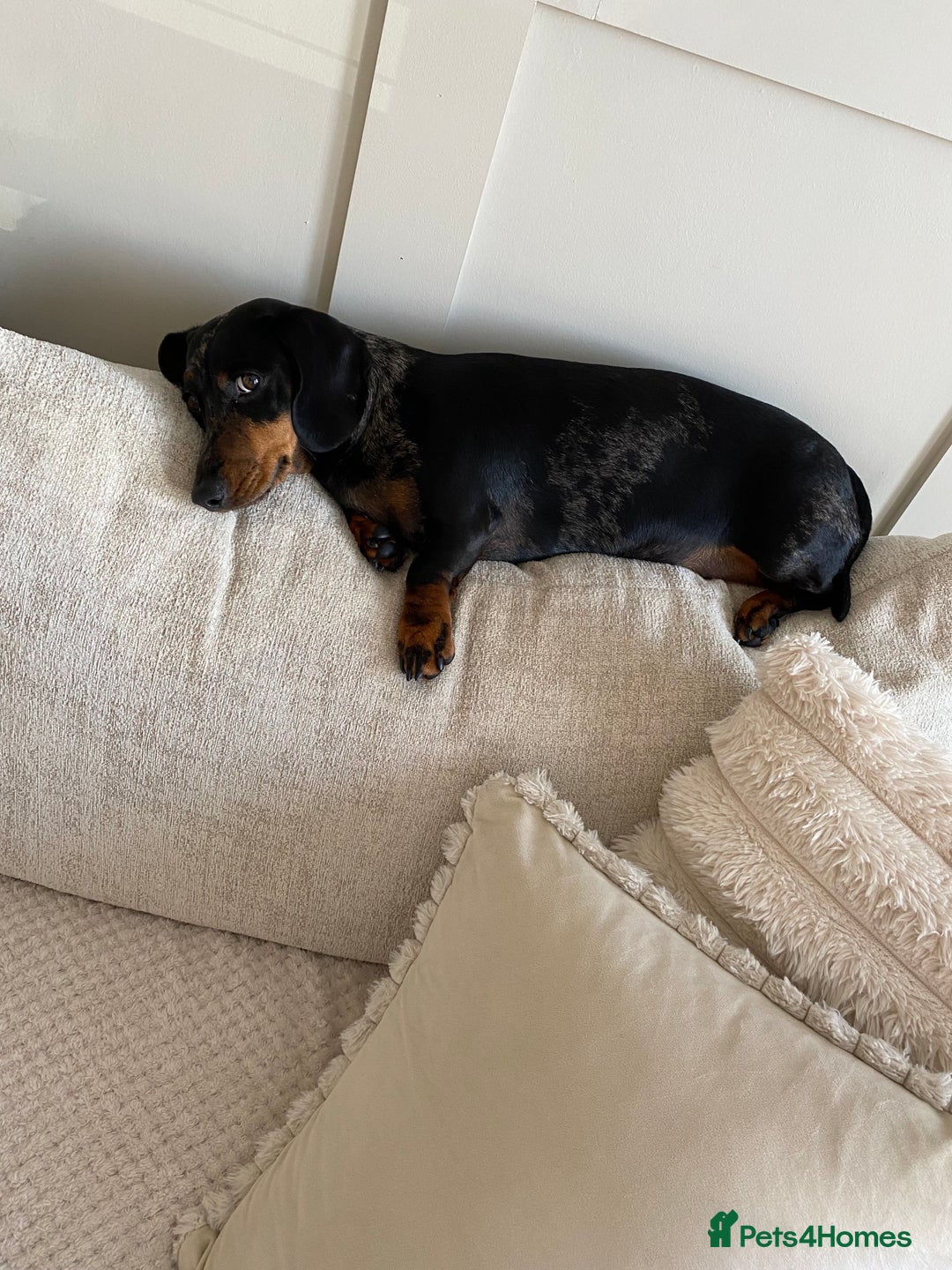 Dachshund dogs for sale: Daschund  - Image 2