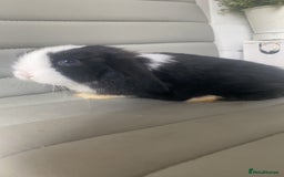 Mini Lop rabbits for sale: Bunny’s ready to go now - Image 2