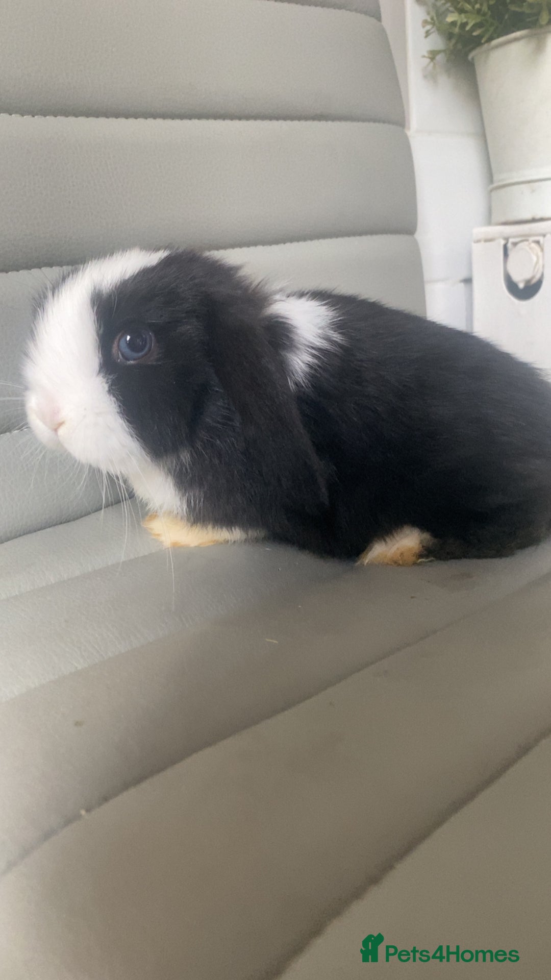 Mini Lop rabbits for sale: Bunny’s ready to go now - Image 2