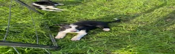 Border Collie dogs for sale: 5 Boarder Collie Puppies 8 weeks ready now in Ashbourne - Advert 14