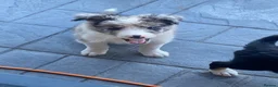 Border Collie dogs for sale: Blue and black white collies  in Newtown - Advert 5