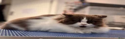British Longhair cats for stud: Chocolate & White Bicolour British Longhair Stud - Advert 7