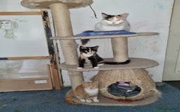 RagaMuffin cats for sale: Lovely ragamuffinx kittens - Image 5