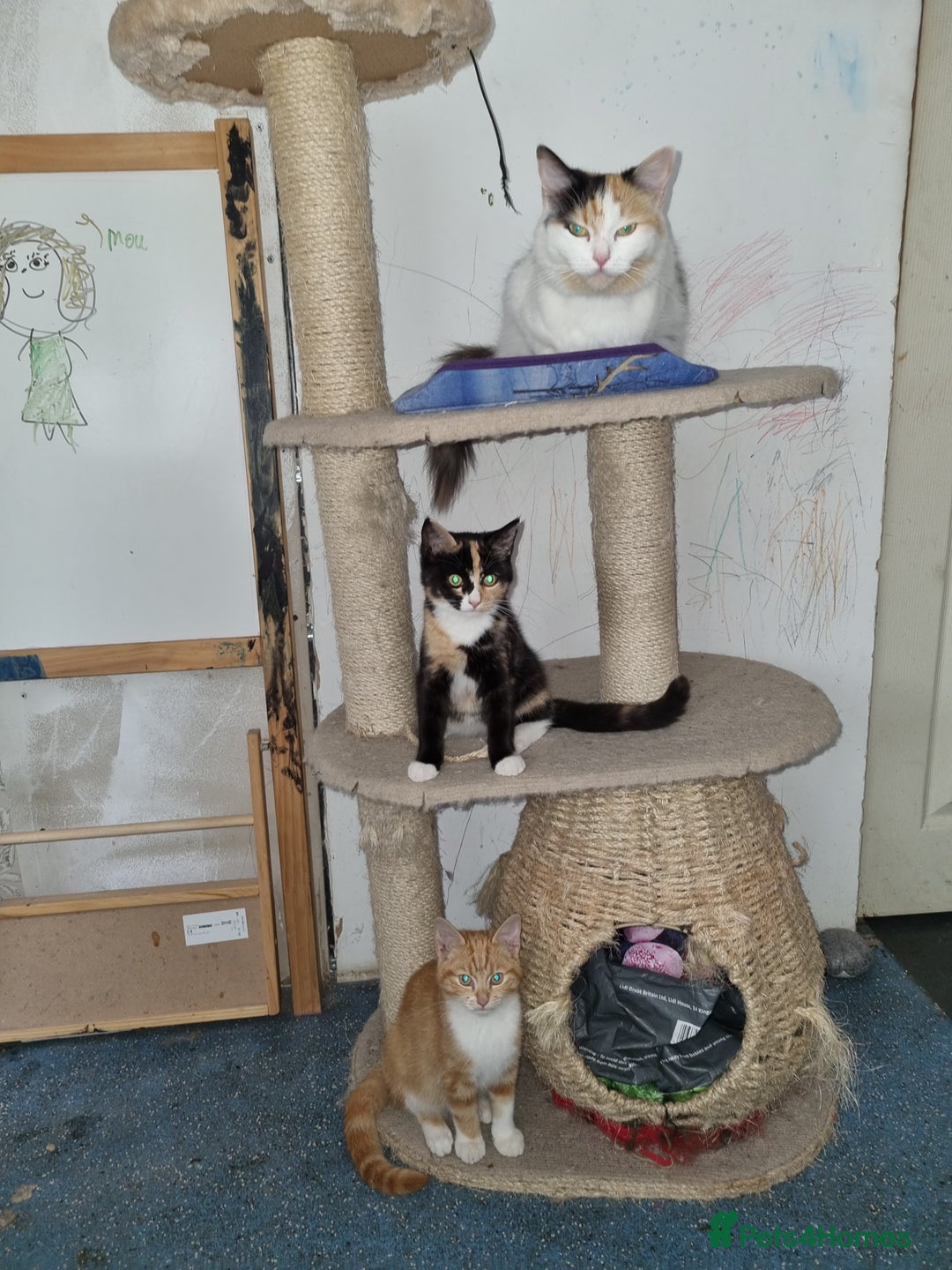 RagaMuffin cats for sale: Lovely ragamuffinx kittens - Image 5