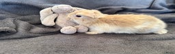 Mixed Breed rabbits for sale: Beautiful friendly baby bunnies ready in 4 weeks  - Advert 14