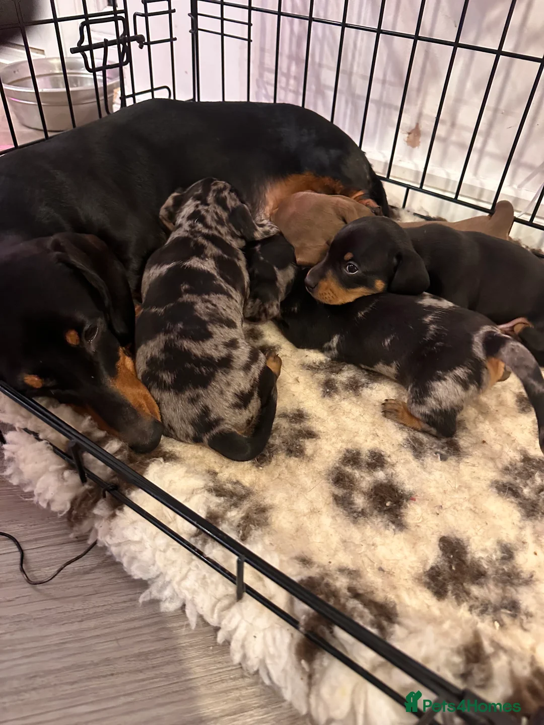 Miniature Dachshund dogs for sale: STUNNING KC MINIATURE DACHSHUND PUPS FOR SALE !!  - Advert 3