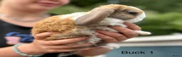 Mini Lop rabbits for sale: Gorgeous and friendly Mini Plush Lop Babies - Advert 9