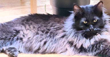 Maine Coon cats Gorgeous Purebred Maine Coon - Advert 11