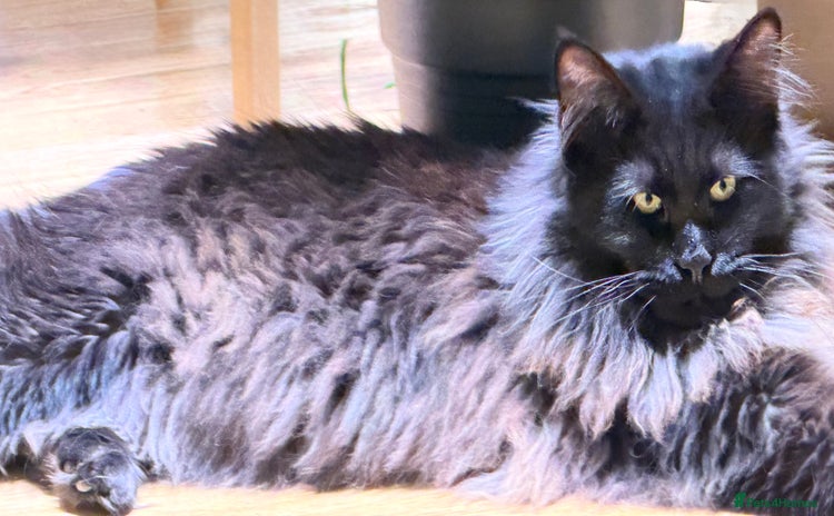 Maine Coon cats Gorgeous Purebred Maine Coon - Advert 1