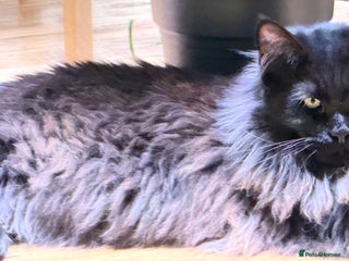 Maine Coon cats Gorgeous Purebred Maine Coon - Advert 4
