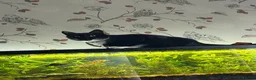 Mixed Breed cats for sale: Mixed Tuxedo kittens - Advert 9