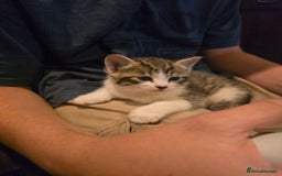 Mixed Breed cats for sale:  kittens avaliable now - Image 1