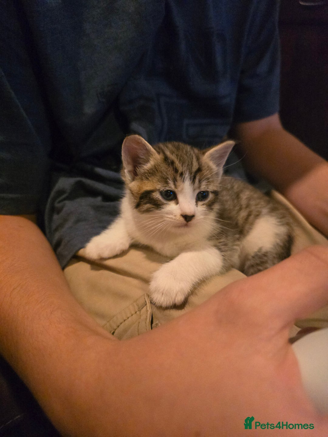 Mixed Breed cats for sale:  kittens avaliable now - Image 1