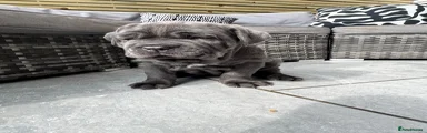 Neapolitan Mastiff 2 Dori 