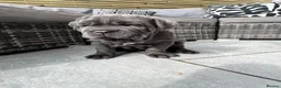 Neapolitan Mastiff dogs for sale: 2 puppies Neapolitan mastiff  - Advert 20