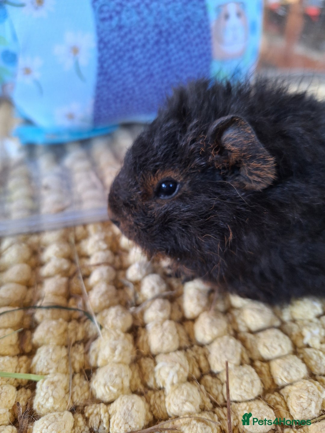 Guinea Pig rodents for sale: Pure Breed Merino pups  - Advert 5