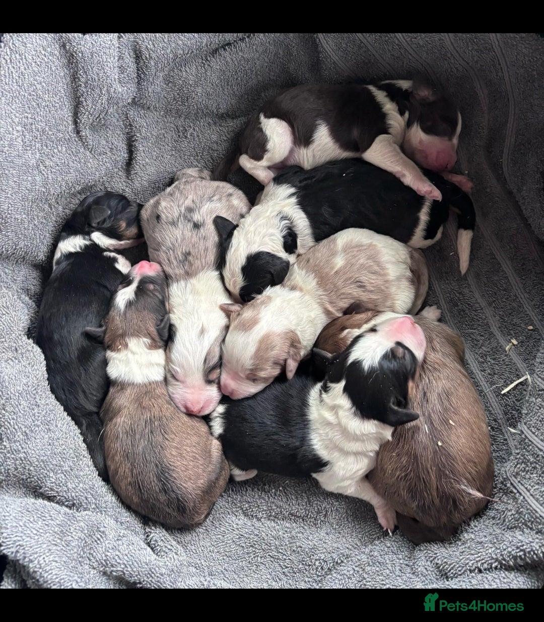 Bernese Mountain Dog dogs for stud: Stunning Full Health Check Moyen Poodle  - Image 30