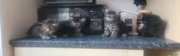 Mixed Breed cats for sale: 4 beautiful kittens for sale  - Advert 2